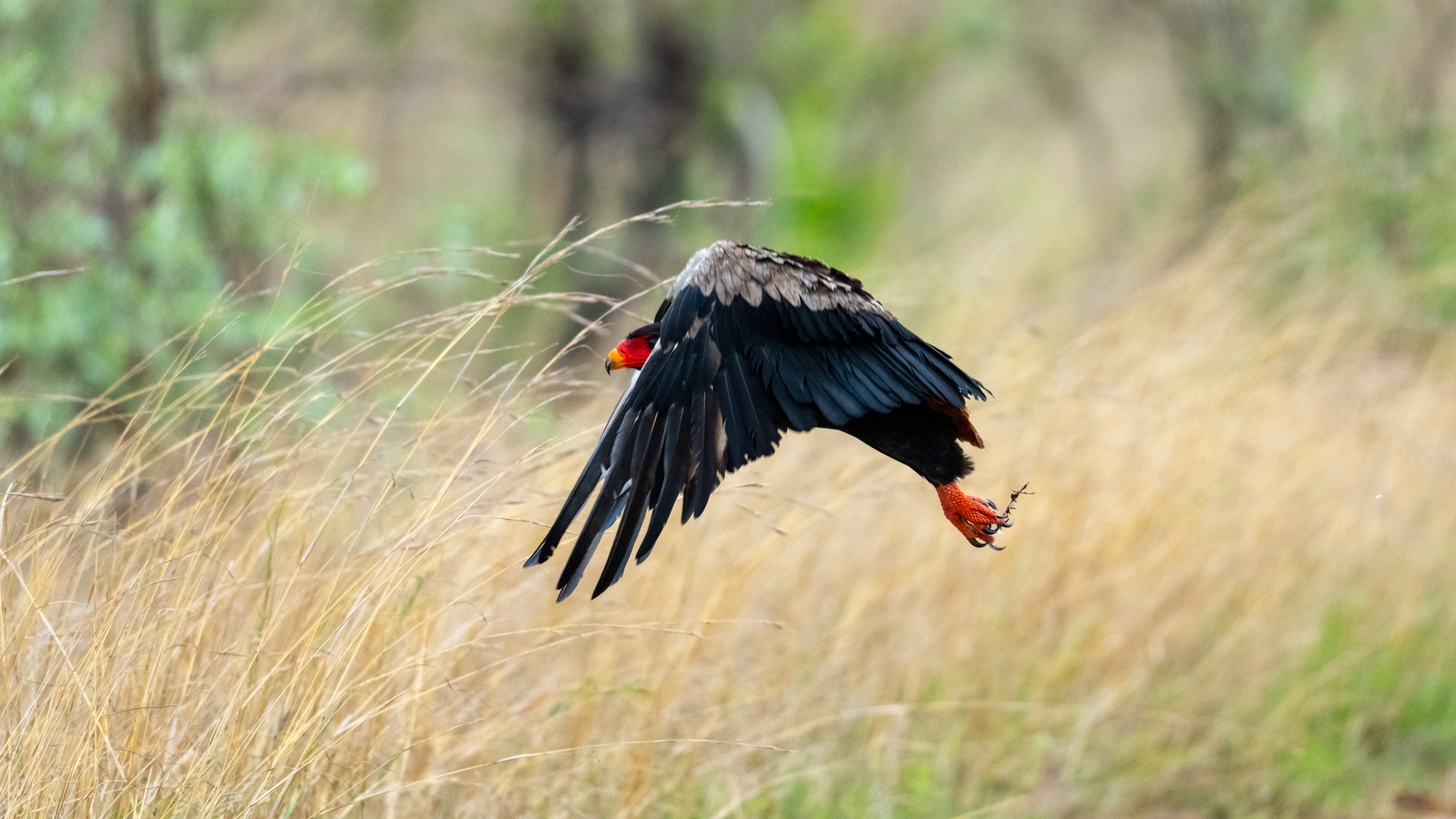 Kruger25 2025 10 30 11 17 39 ILCE 1M2 100